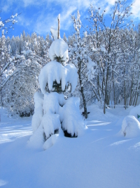 sapin sous la neige gite de france Orcieres